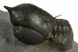 Pelagic Trilobite (Cyclopyge) Fossil - Huge Eyes #344607-1